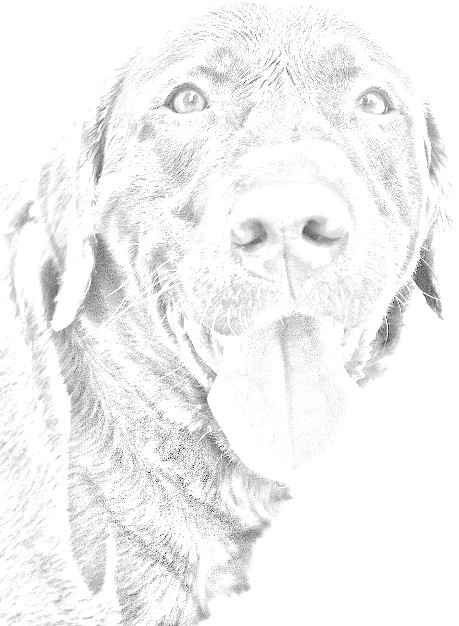 A sketch of a cute doggo